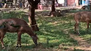 Glimpses of JNU after Lockdown | Jnu Campus n its Nature | Jnu Library