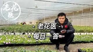 【每日问答】巴西木一直发黄什么原因？茶花有黑虫子？Q&A: Why isn't  Dracaena fragrans' leaves green? Camellia has black pests.