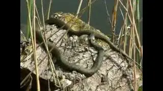 Natrix Natrix (Culebra de Collar, Snog, Water snake, Grass snake, Ringelnatter, Snok). Video