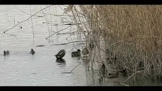 Canard chipeau et Sarcelle d'hiver au 12.02.2024