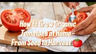 How to Grow Organic Tomatoes at Home - From Seed to Harvest 🍅