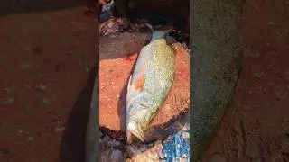 Giant Big Size Coral Fish Cutting Skills by Expert Fish Cutter 💥😱 || #shorts #fishcutting_skills