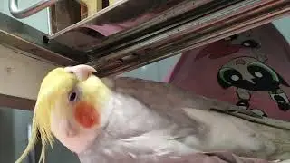 #cockatiel #parrotplaytime #birds #sleeping 