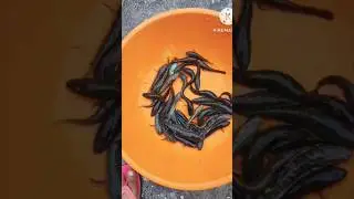 desi fish recipe short #fish recipes #ytshort #desi style