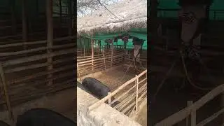 ||TND PIG FARM || SUAR FARM || SUKRI FARM ||