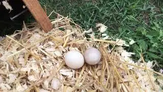 Duck nesting boxes