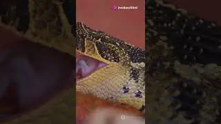 The Secret Behind Snake's Jaw Flexibility!