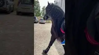 #friese #blackhorse #black #elegant #frison #hengst #bighorse #pferde #pferd #dressurpferd #❤️