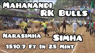 RK Bulls Simha Narasimha 🦁❤️ at Mahanandi Senior Bull Race 1510.7 Ft In 25 Mint