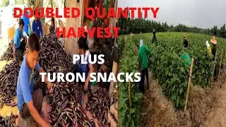 DOUBLED HARVEST NA ANG BANATE KING TALONG II PLUS NAG LUTO AKO TURON. BUHAY FARMER NI AYEN