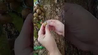 #ASMR Longan fruit #SHORT