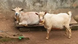 Cleaning Time with My Nigerian Dwarf Goats | Farm Life in Nigeria