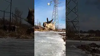 This Cat's Jump Is Insane! Perfect Landing Like a Pro!
