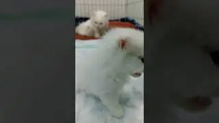 #cad #animals