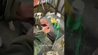 monster fish catching video #fishing #net #carpfishing