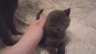ЧУДНЫЙ ГОЛУБОЙ КОТЁНОК, БРИТАНЕЦ, МАЛЬЧИК, тел. 0507770818, 0939216567