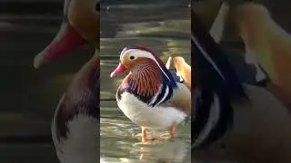 Marreco Mandarim 🤠#marrecomandarim #aqu&aacute;ticos #avesaqu&aacute;ticas #aves #avesornamentais