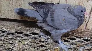 Змея  душит  голубёнка🐍🕊️😠 (Snake trying to choke the pigeon)