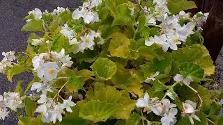 Begonia odorata var. alba (purifies the air)