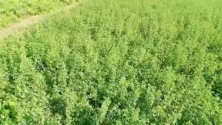 Vehari Goat Farm | موڈا لوسن | Lucerne For Goats
