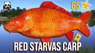Красный карп Старвас - чешуйчатый ТРОФЕЙ на озере Амбер - Русская рыбалка 4