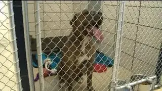 Deadly dog to be euthanized