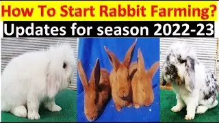 Latest Market Updates and rates of Fancy Rabbit for coming season 2023  How to start Rabbit farming?