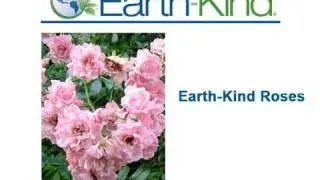 Earth Kind Roses