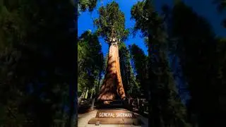 The General Sherman Tree is a giant sequoia tree #sbhistory #baycurious #sfciviccenter #sfpeninsula