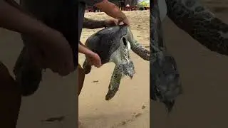 Tartaruga sem vida na Sununga