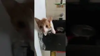 Exploring sink #kittenadventures