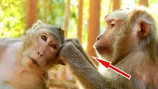 Amazing !! April Monkey Got Best Grooming From Big Cara Monkey