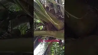 #amanusiyam😱😜👿 #subscribe pls  #justforfun 😜😝🤪