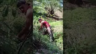panen sawit daerah gunung