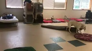 Training a future Service Dog &ldquo;Nightmare Interruption&rdquo; for a veteran with PTSD. He rocked it!