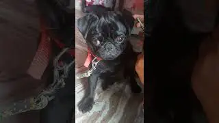 cute black pug #shorts #ytshorts #newvideo