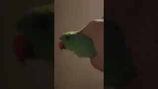 parrot shorts #parrot #birds #love #funny #talkingparot #lovebirds #instabird #nonstoptalkingparrot