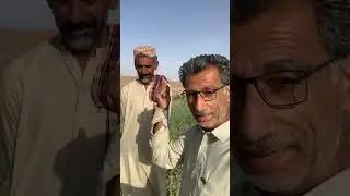 Gurgena Mama Manzoor palez kheth tarbooz arbooz