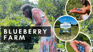 Caribbean Mimi Picking Fresh Blueberries at Steve & Cindy's Blueberry Farm | Sanford North Carolina 