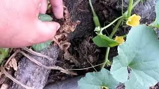 1, 3 & 4 Year Old Hugelkultur Results | & Does Wood Deplete Nitrogen In The Soil?
