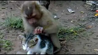 Un mono juega con un gato como si fuera su mascota. Curioso e insólito.