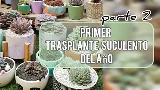 Primer trasplante Suculento del año / Segunda Parte /Jardín Suculento