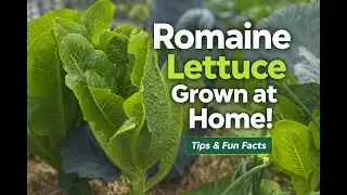 Romaine Lettuce Grown in My Garden (Tips & Fun Facts)