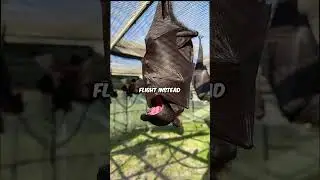 Why Do Bats 🦇  Hang Upside Down? #shortsvideo #bats #animals