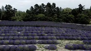 Lavender Daze