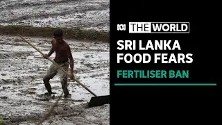 Farmers in Sri Lanka protest ban on fertiliser amid food shortage fears | The World