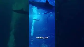 DeepMind's New AI Just Decoded Dolphin Language! 🐬 | Future of Animal Communication?
