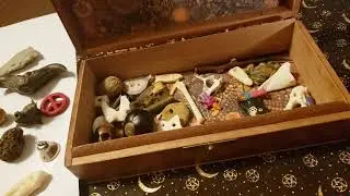 bone reading set overview