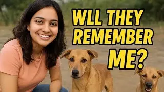 Feeding Stray Dogs for 2 Days..Will They Recognize Me After 3?😳