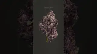 Super Boof Cherry